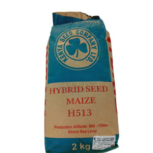 H513-Maize-Seed